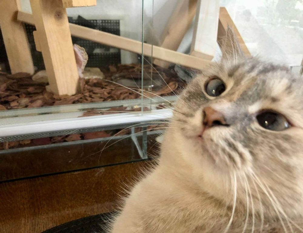 why can't i hear my molldoto2 game on pc