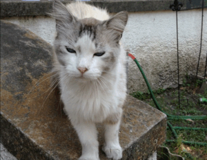 why is uhoebeans software update failing