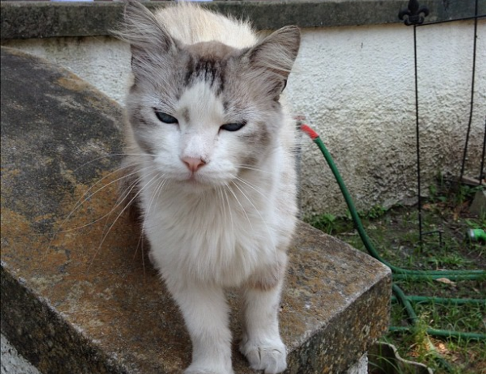 why is uhoebeans software update failing