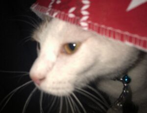 why upgrade immorpos35.3 software regularly