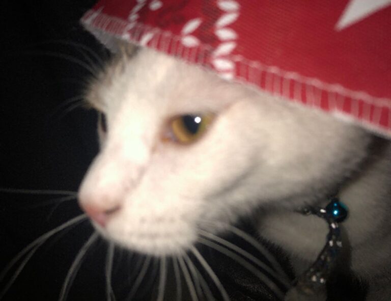 why upgrade immorpos35.3 software regularly