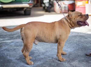 american bully con orejas largas