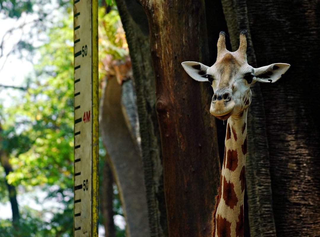 FAQs About Height Conversions and Measurements