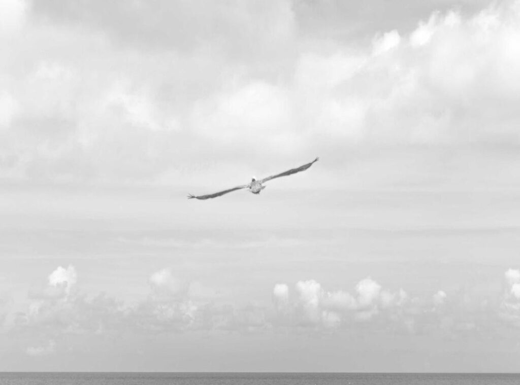 biascope download.co