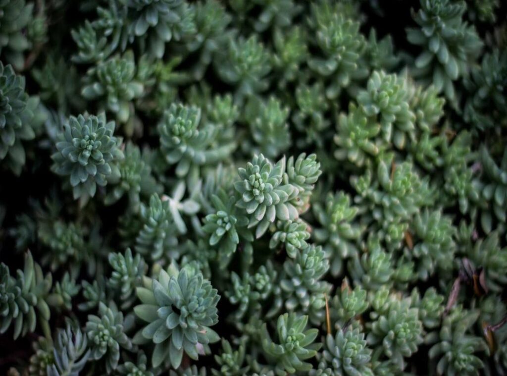 delores nowzaradan leeftijd