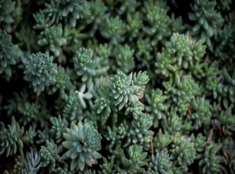 delores nowzaradan leeftijd